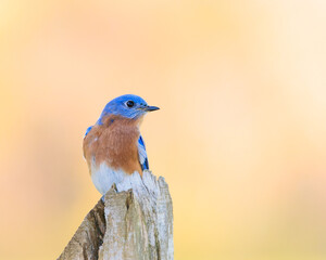 Bluebird