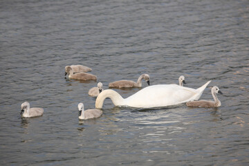 Höckerschwan / Mute swan / Cygnus olor..