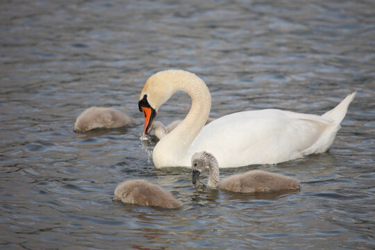 H&ouml;ckerschwan / Mute swan / Cygnus olor..