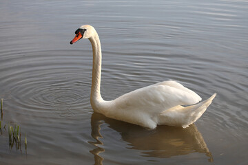Höckerschwan / Mute swan / Cygnus olor