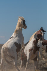 Pair of Wild Horse Stallions Fighting in the Wyoming Desert in Autumn