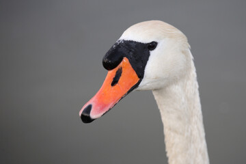 Obraz premium Höckerschwan / Mute swan / Cygnus olor