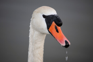 Höckerschwan / Mute swan / Cygnus olor