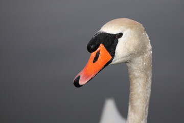 Fototapeta premium Höckerschwan / Mute swan / Cygnus olor