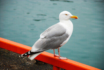 seagull on the pier Alesund Norway
