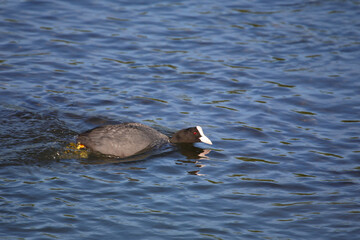 Blässhuhn / Eurasian coot / Fulica atra