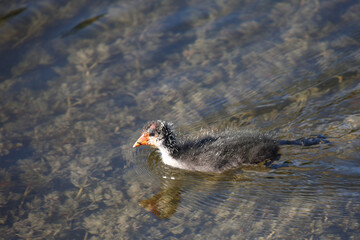 Blässhuhn / Eurasian coot / Fulica atra.