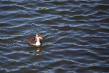 Blässhuhn / Eurasian coot / Fulica atra.