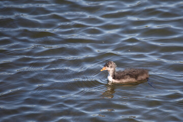 Blässhuhn / Eurasian coot / Fulica atra.