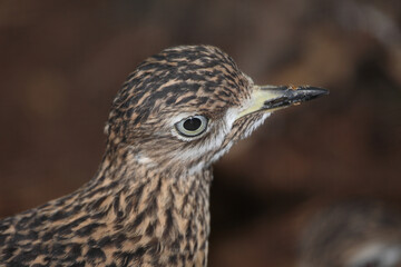 Kaptriel / Spotted thick-knee / Burhinus capensis