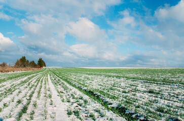 Fototapeta na wymiar Agriculture. Snow-covered rows of wheat field. Green wheat under the snow.