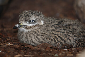 Kaptriel / Spotted thick-knee / Burhinus capensis.