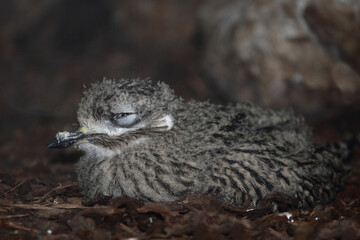 Kaptriel / Spotted thick-knee / Burhinus capensis.
