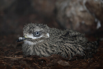 Kaptriel / Spotted thick-knee / Burhinus capensis.