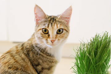 Portrait of young mongrel tricolor cat with oat sprouts. Sprouted oat seeds as an addition to a healthy pet diet.