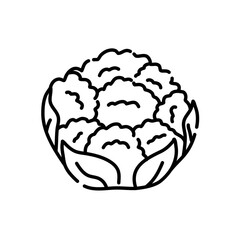 Cauliflower doodle icon. Hand drawn black sketch. Vector Illustration.