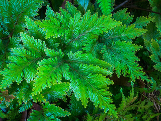 green flower leaves in the garden