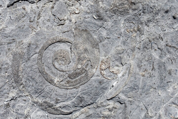 A close-up of a fossilized cephalopod.