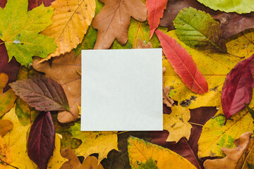 Naklejka na ściany i meble Autumn multi-coloured leaves background texture with space for text. Bright abstract autumn foliage background. Frame composed of yellow, green, red, orange autumn leaves. Fall leaves texture