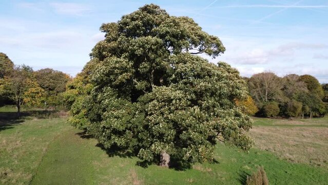 large tree blowing gently in the wind lush green foliage softly swaying in the breeze on a field. Summers day at a park in an open field with trees moving in the wind blue sky above 4k drone footage
