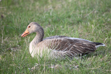 Graugans / Greylag goose / Anser anser