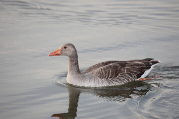 Graugans / Greylag goose / Anser anser