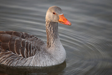 Graugans / Greylag goose / Anser anser