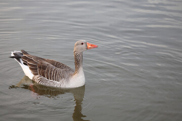 Graugans / Greylag goose / Anser anser