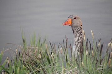 Graugans / Greylag goose / Anser anser