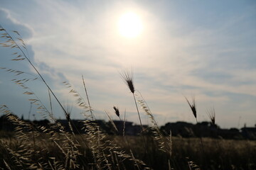 Fototapeta premium sunset in the grass
