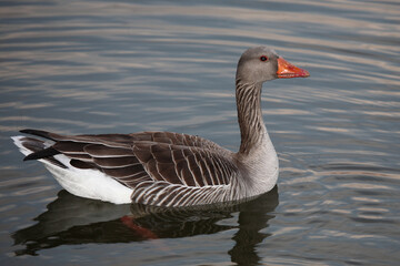 Obraz premium Graugans / Greylag goose / Anser anser