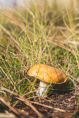 Mushrooms in green grass at dawn. Mushrooms in bright rays of sun close-up.