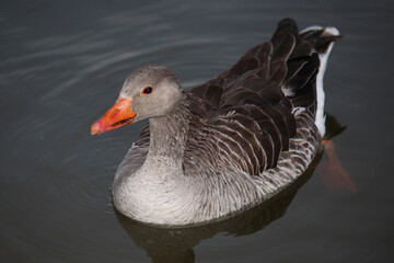 Graugans / Greylag goose / Anser anser