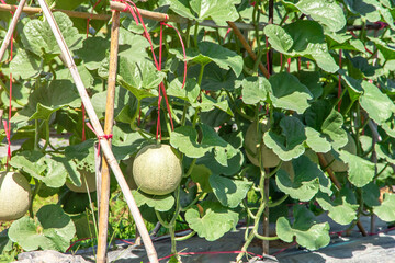 Melons in the garden,Japanese melon tree growing in the garden,Melon fruits and melon plants in a vegetable garden