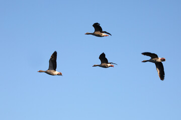 Graugans / Greylag goose / Anser anser.