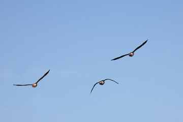 Graugans / Greylag goose / Anser anser.