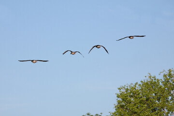 Graugans / Greylag goose / Anser anser.