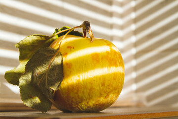 Rotten apple in sun. Rotting fruit. Diseases of apple fruit. Pest control.