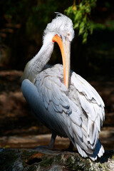 Krauskopfpelikan / Dalmatian pelican / Pelecanus crispus