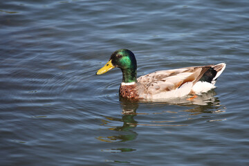 Stockente / Mallard / Anas platyrhynchos