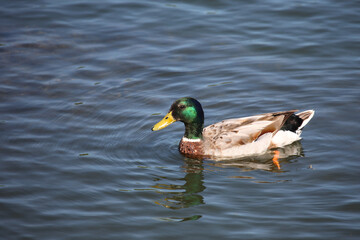 Stockente / Mallard / Anas platyrhynchos