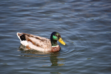Stockente / Mallard / Anas platyrhynchos