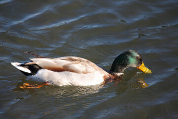 Stockente / Mallard / Anas platyrhynchos