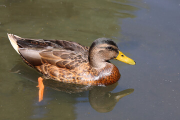 Stockente / Mallard / Anas platyrhynchos