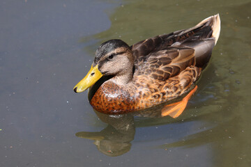 Stockente / Mallard / Anas platyrhynchos