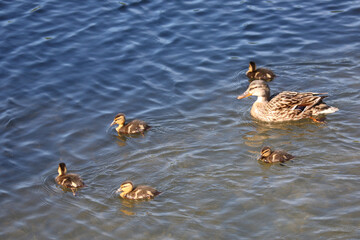 Stockente / Mallard / Anas platyrhynchos.