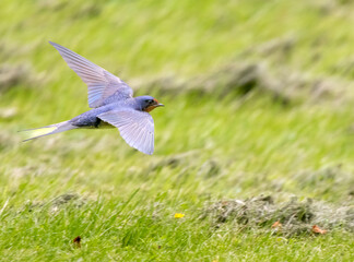 Barn swallow in flight over grass