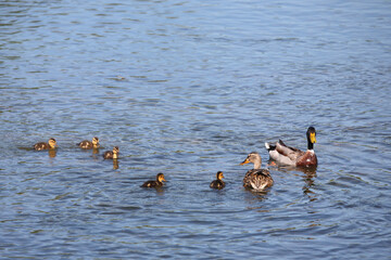 Stockente / Mallard / Anas platyrhynchos.
