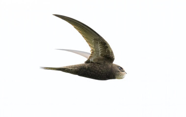 Common swift in flight against sky