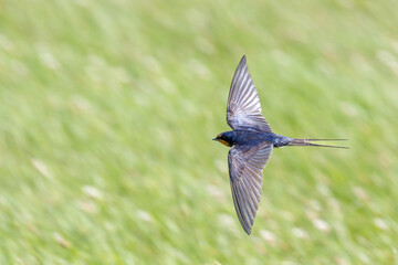Barn swallow in flight over grass